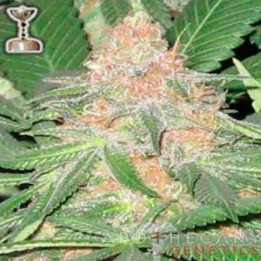 Cookies Og Regular de Apothecary Genetics