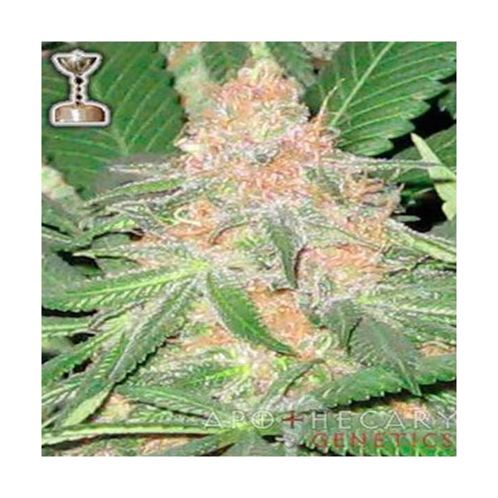 Cookies Og Regular de Apothecary Genetics