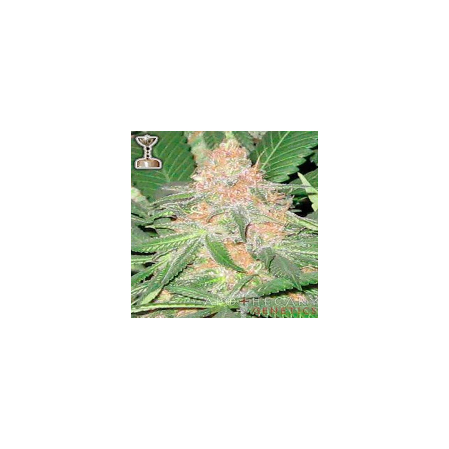 Cookies Og Regular de Apothecary Genetics