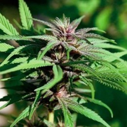 Dream BerryApothecary Regular de Apothecary Genetics