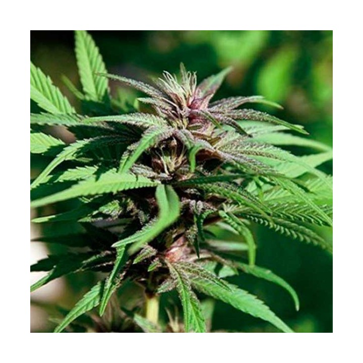 Dream BerryApothecary Regular de Apothecary Genetics