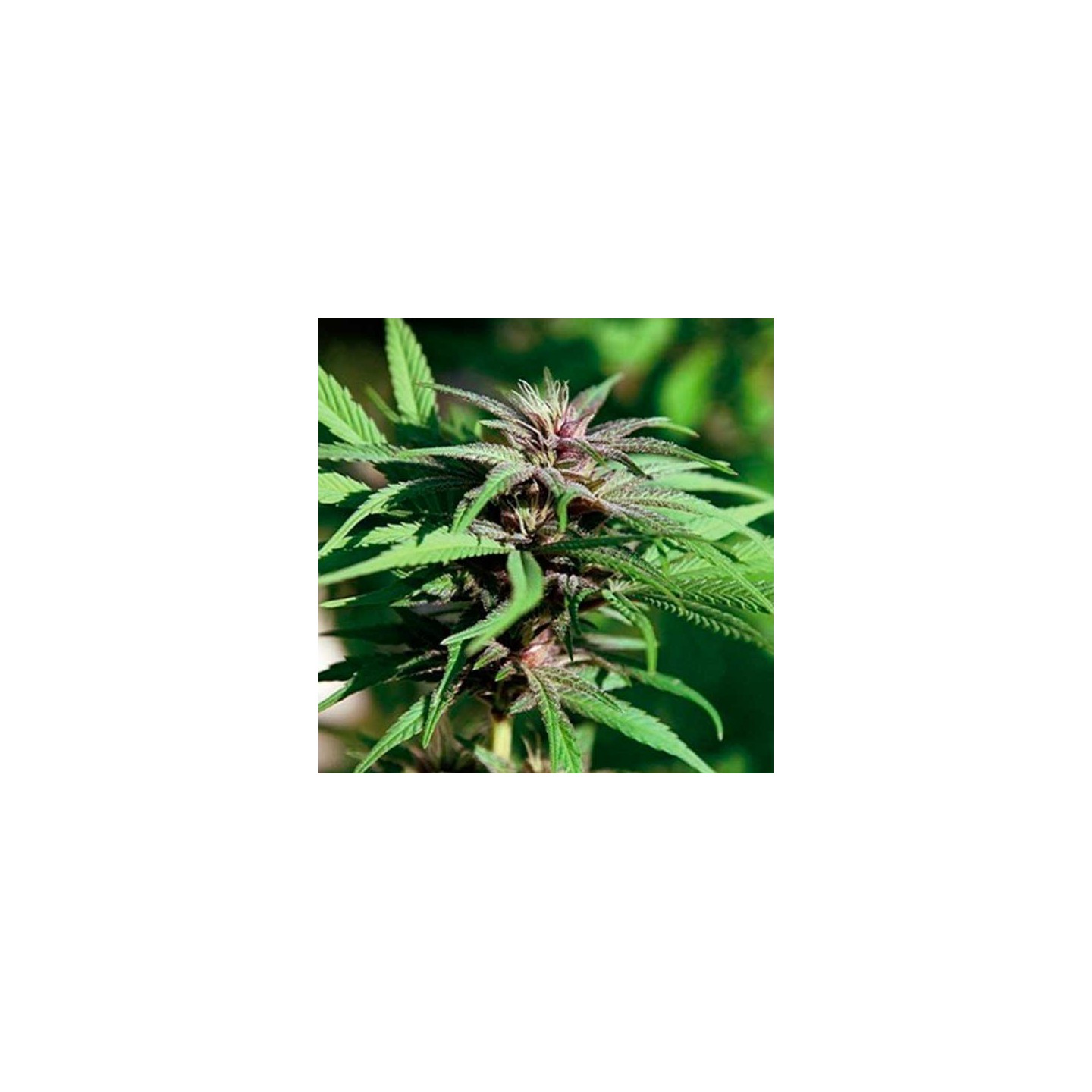 Dream BerryApothecary Regular de Apothecary Genetics