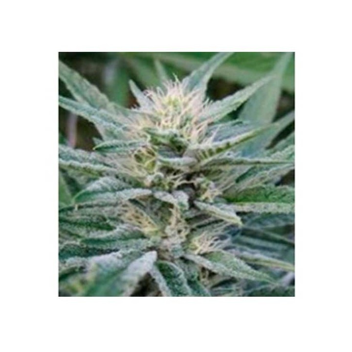 Durbin Og Regular de Apothecary Genetics