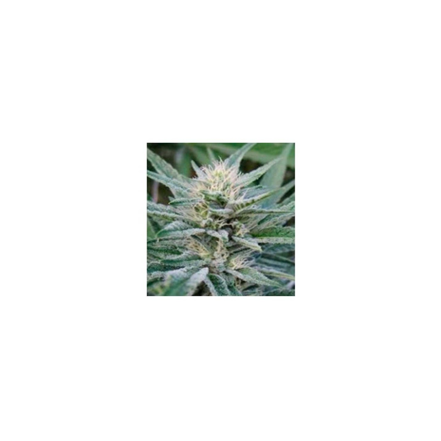 Durbin Og Regular de Apothecary Genetics