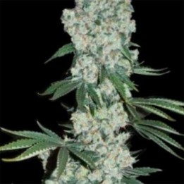 Earlywave Regular de Apothecary Genetics