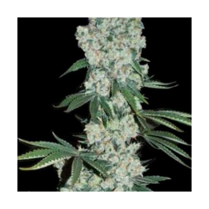 Earlywave Regular de Apothecary Genetics