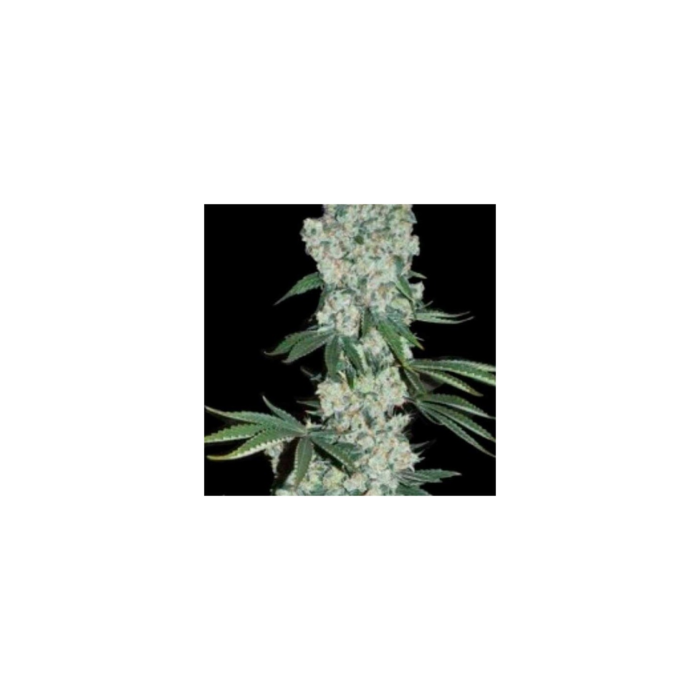 Earlywave Regular de Apothecary Genetics