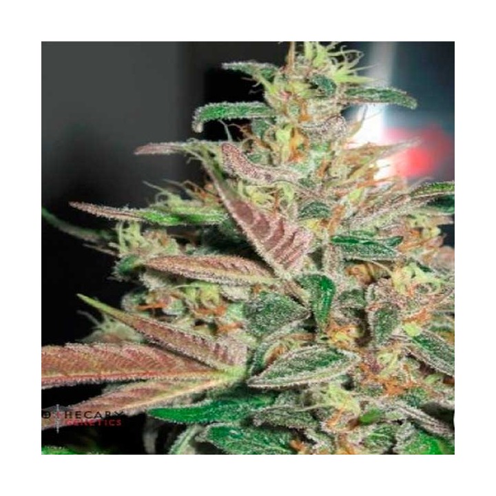Frosty Berry Regular de Apothecary Genetics
