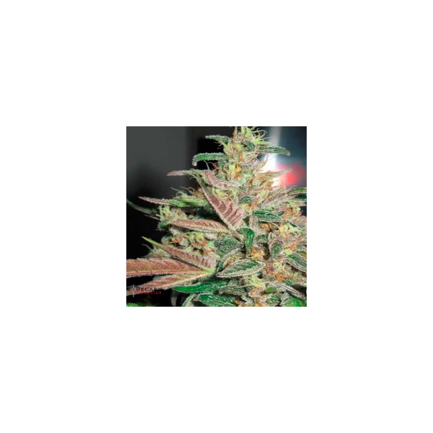 Frosty Berry Regular de Apothecary Genetics