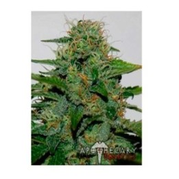 Earth Og Regular de Apothecary Genetics