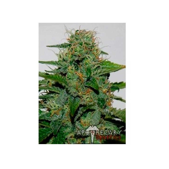 Earth Og Regular de Apothecary Genetics