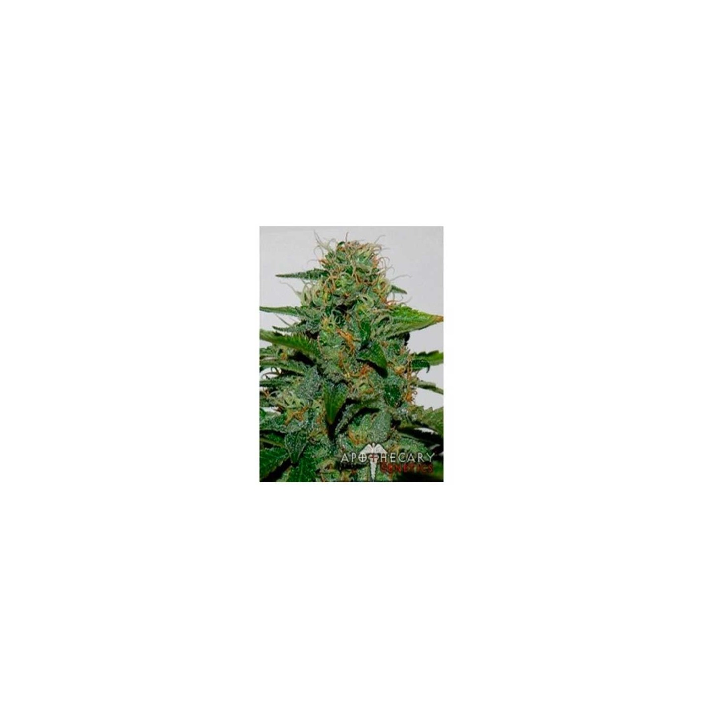 Earth Og Regular de Apothecary Genetics