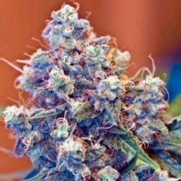 Grape Skunk Regular de Apothecary Genetics