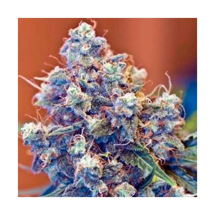 Grape Skunk Regular de Apothecary Genetics