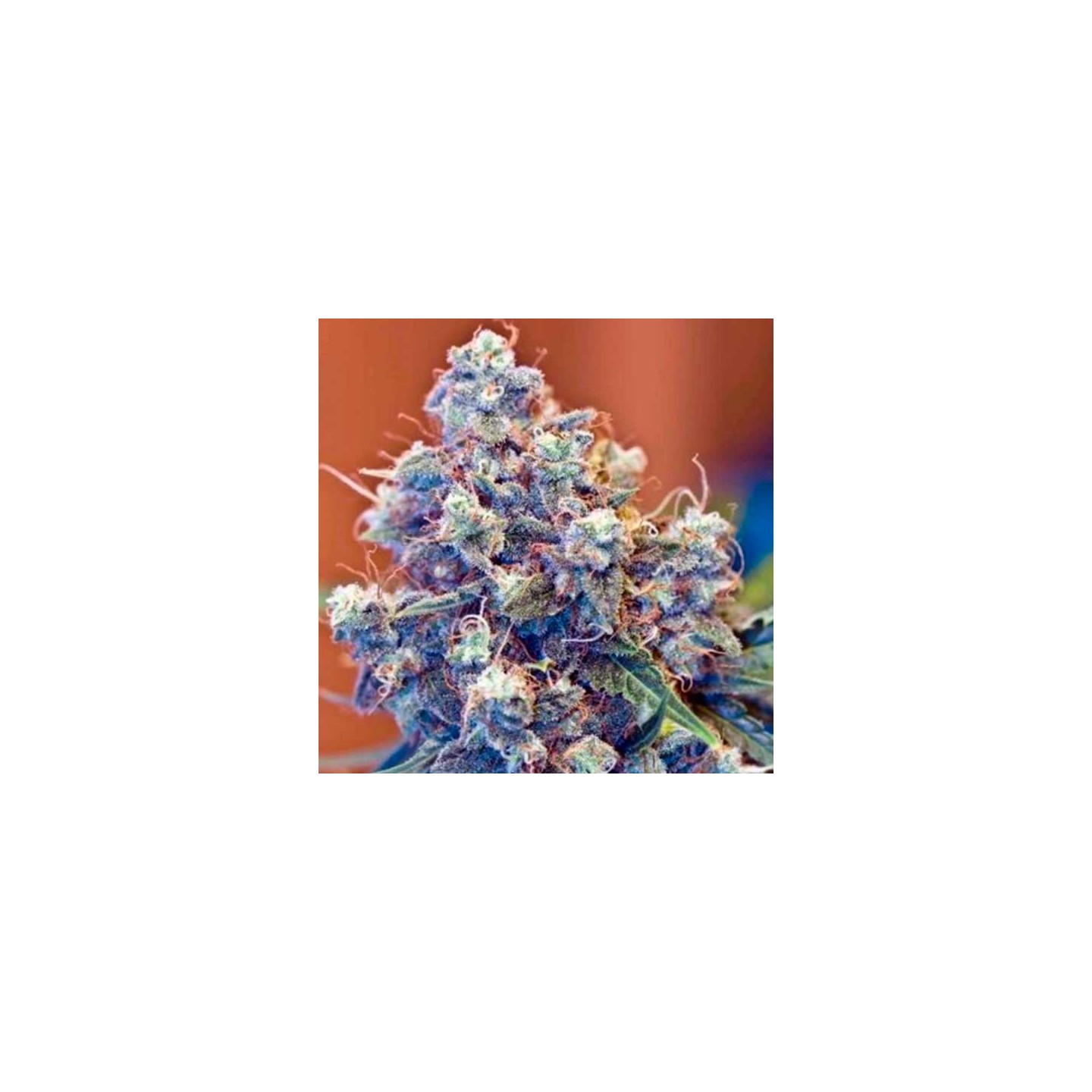 Grape Skunk Regular de Apothecary Genetics