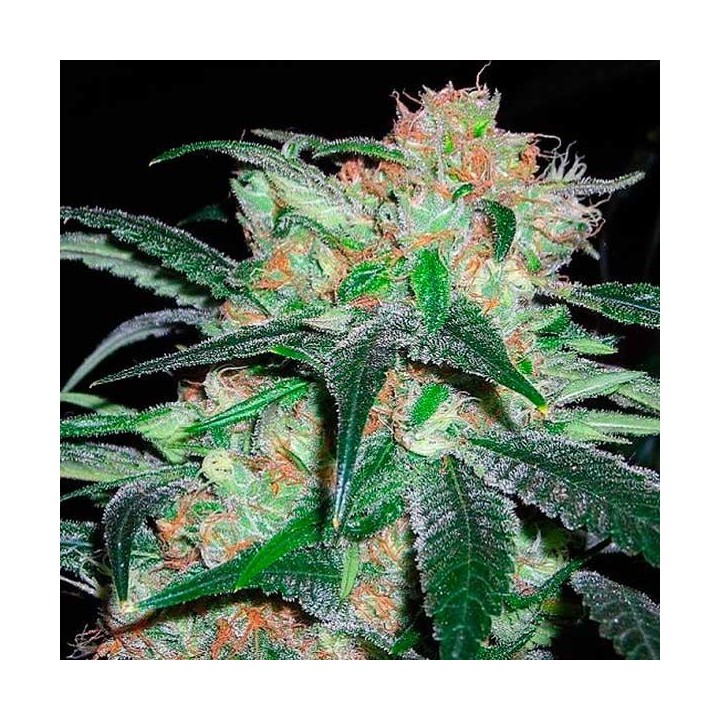 Haze Regular de Apothecary Genetics