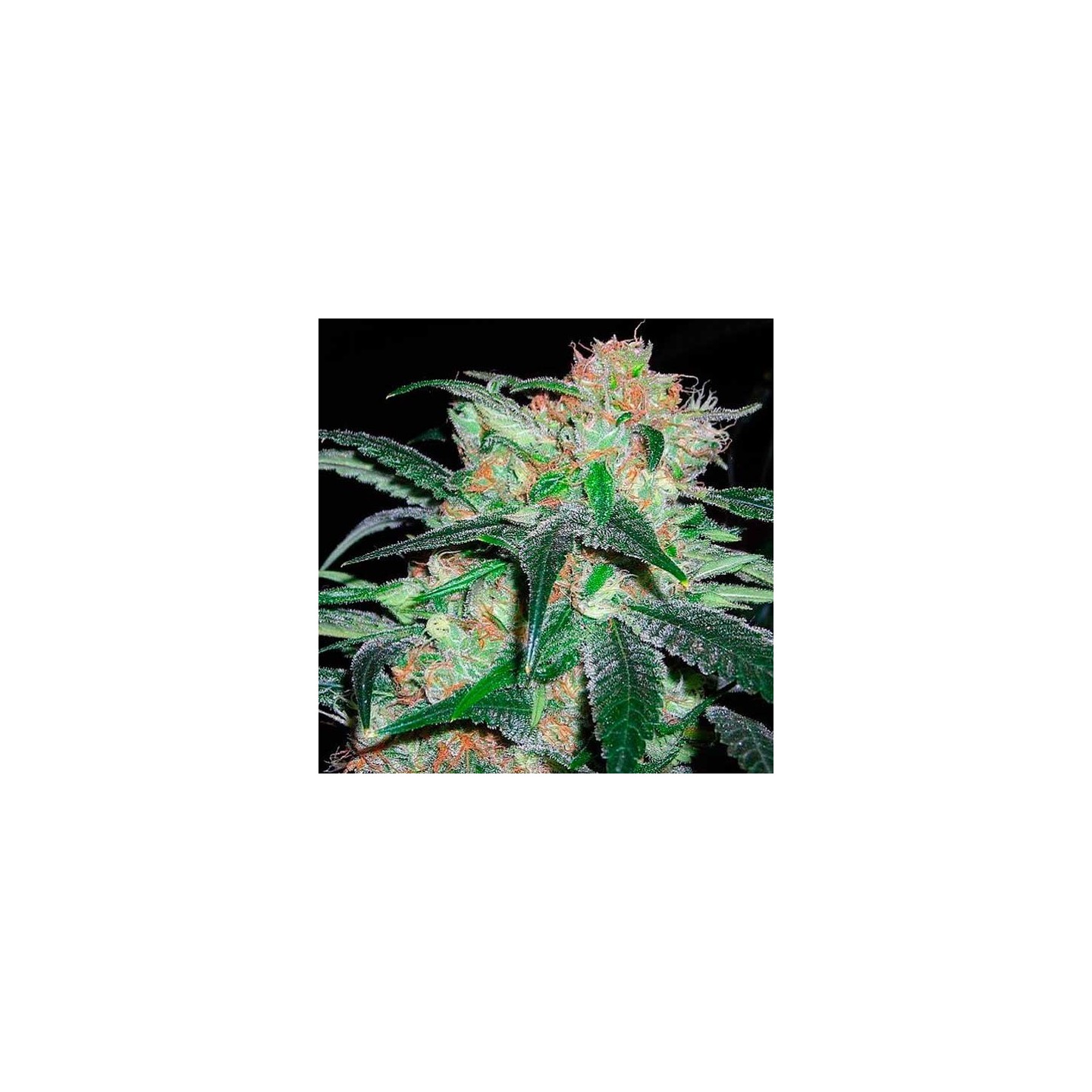 Haze Regular de Apothecary Genetics