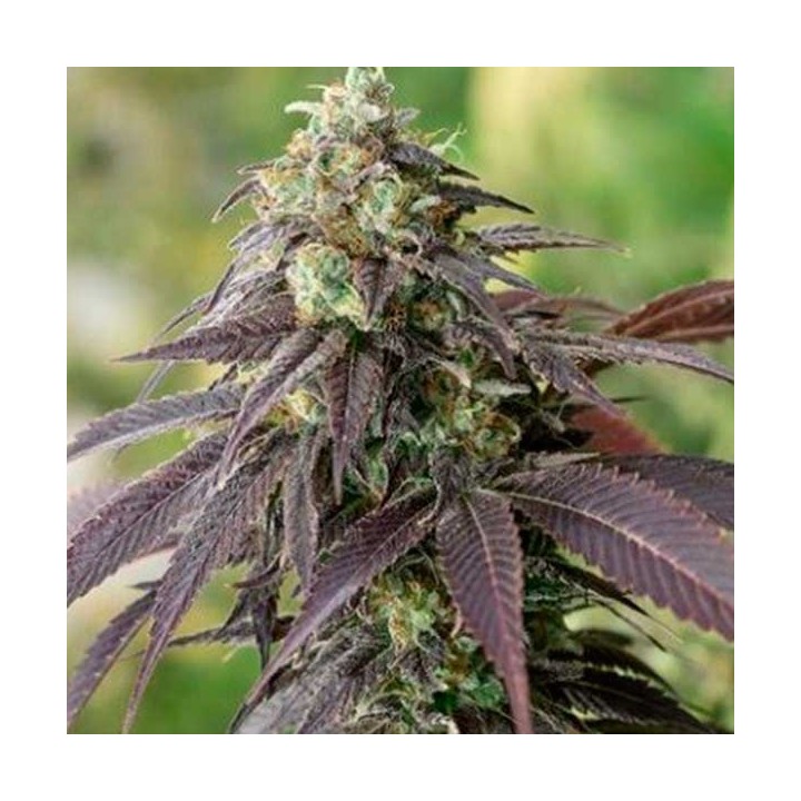 Headband 707 Regular de Apothecary Genetics