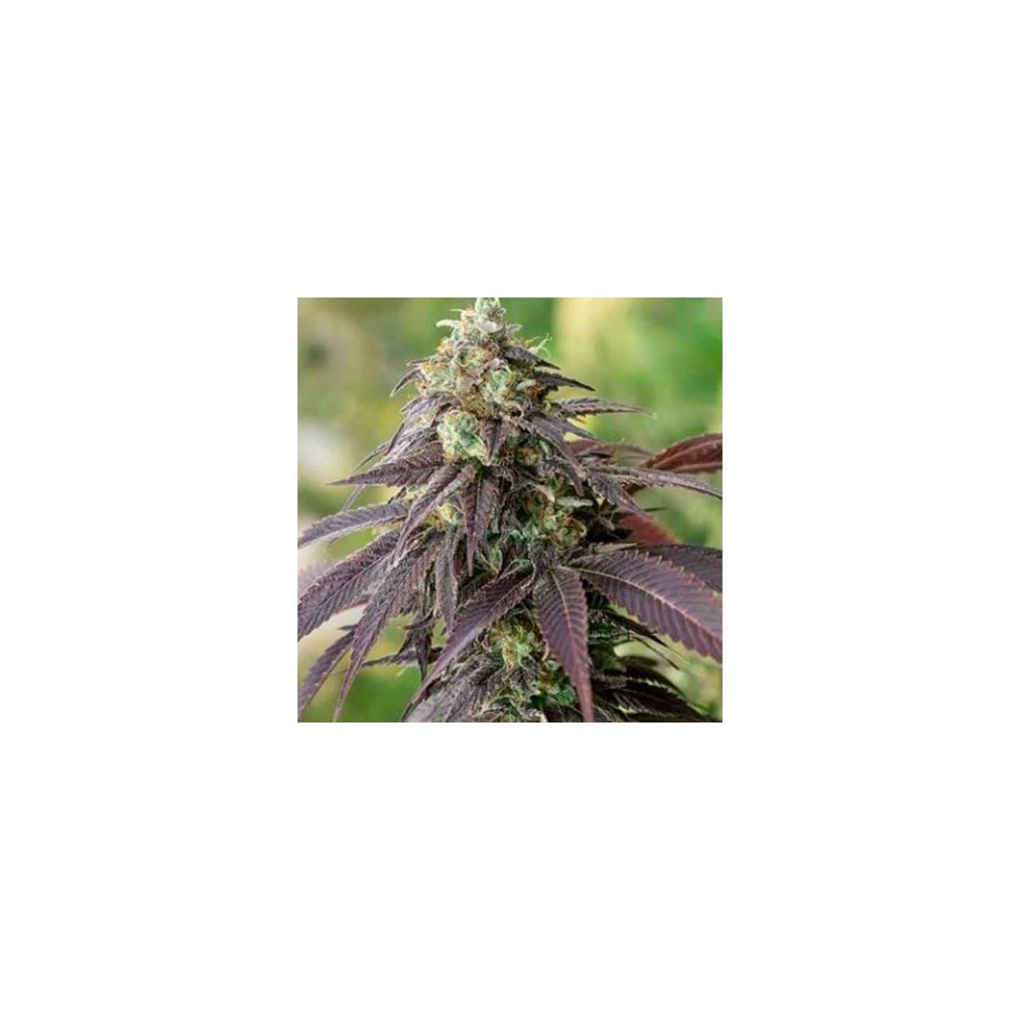 Headband 707 Regular de Apothecary Genetics
