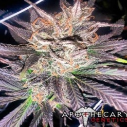 Headband X Pre 88 G13 X Caramel Regular de Apothecary Genetics