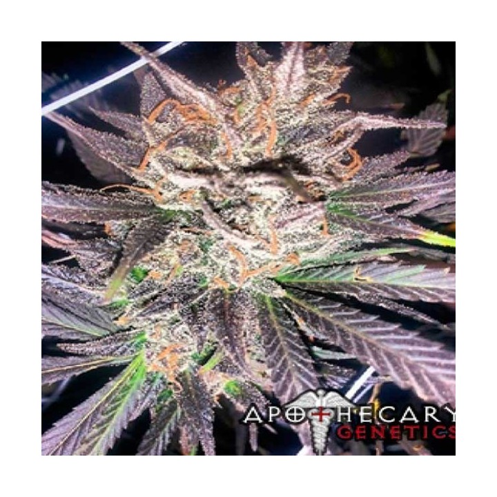 Headband X Pre 88 G13 X Caramel Regular de Apothecary Genetics