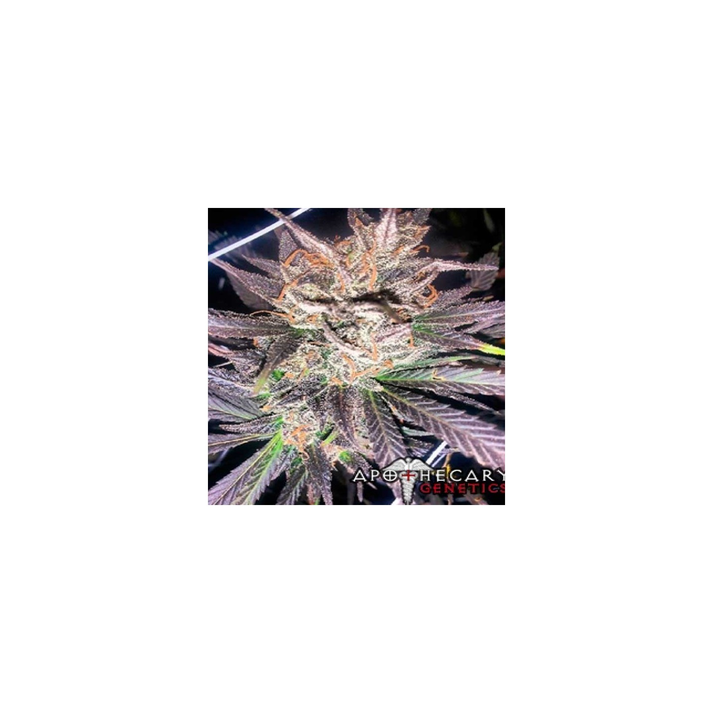 Headband X Pre 88 G13 X Caramel Regular de Apothecary Genetics