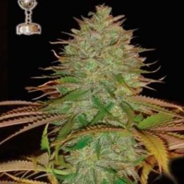Kaia Kush Regular de Apothecary Genetics