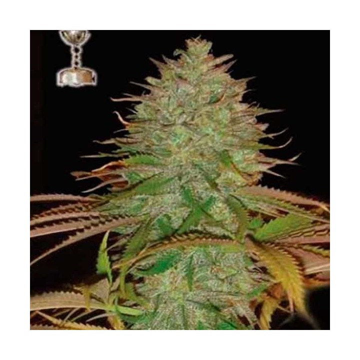 Kaia Kush Regular de Apothecary Genetics