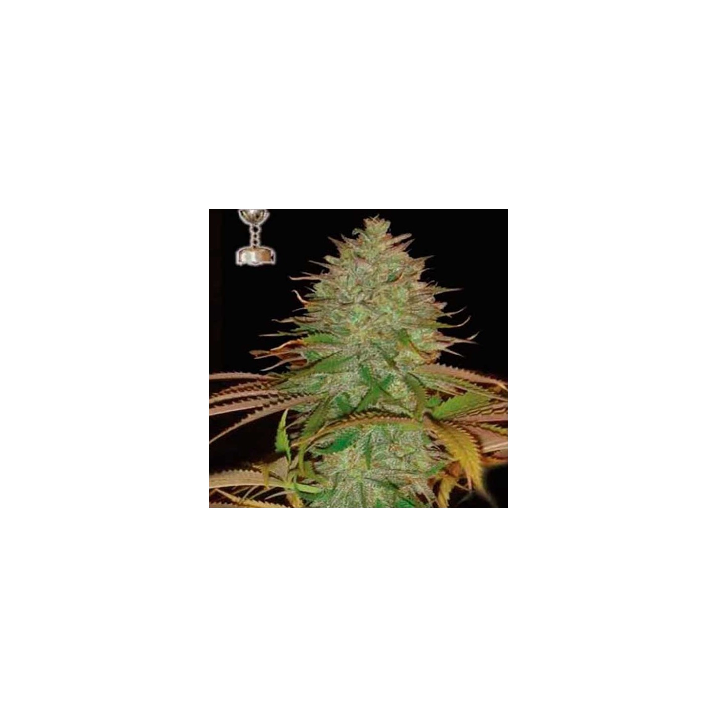 Kaia Kush Regular de Apothecary Genetics