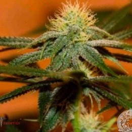 Larry Og Regular de Apothecary Genetics