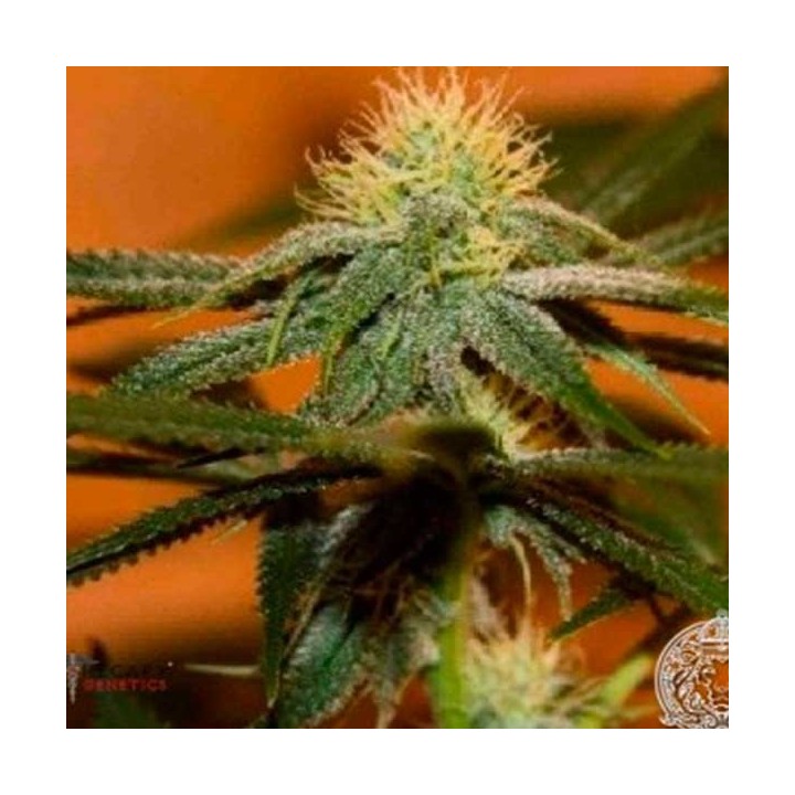 Larry Og Regular de Apothecary Genetics