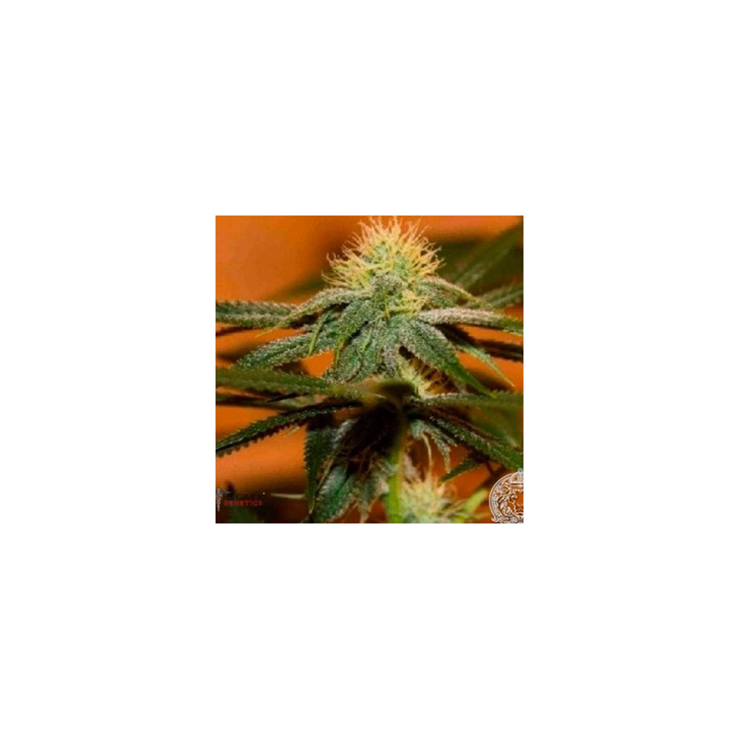 Larry Og Regular de Apothecary Genetics