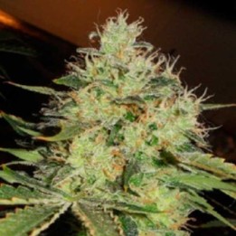 Lemon Mango Og Regular de Apothecary Genetics