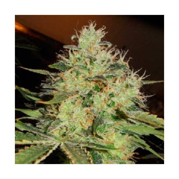 Lemon Mango Og Regular de Apothecary Genetics