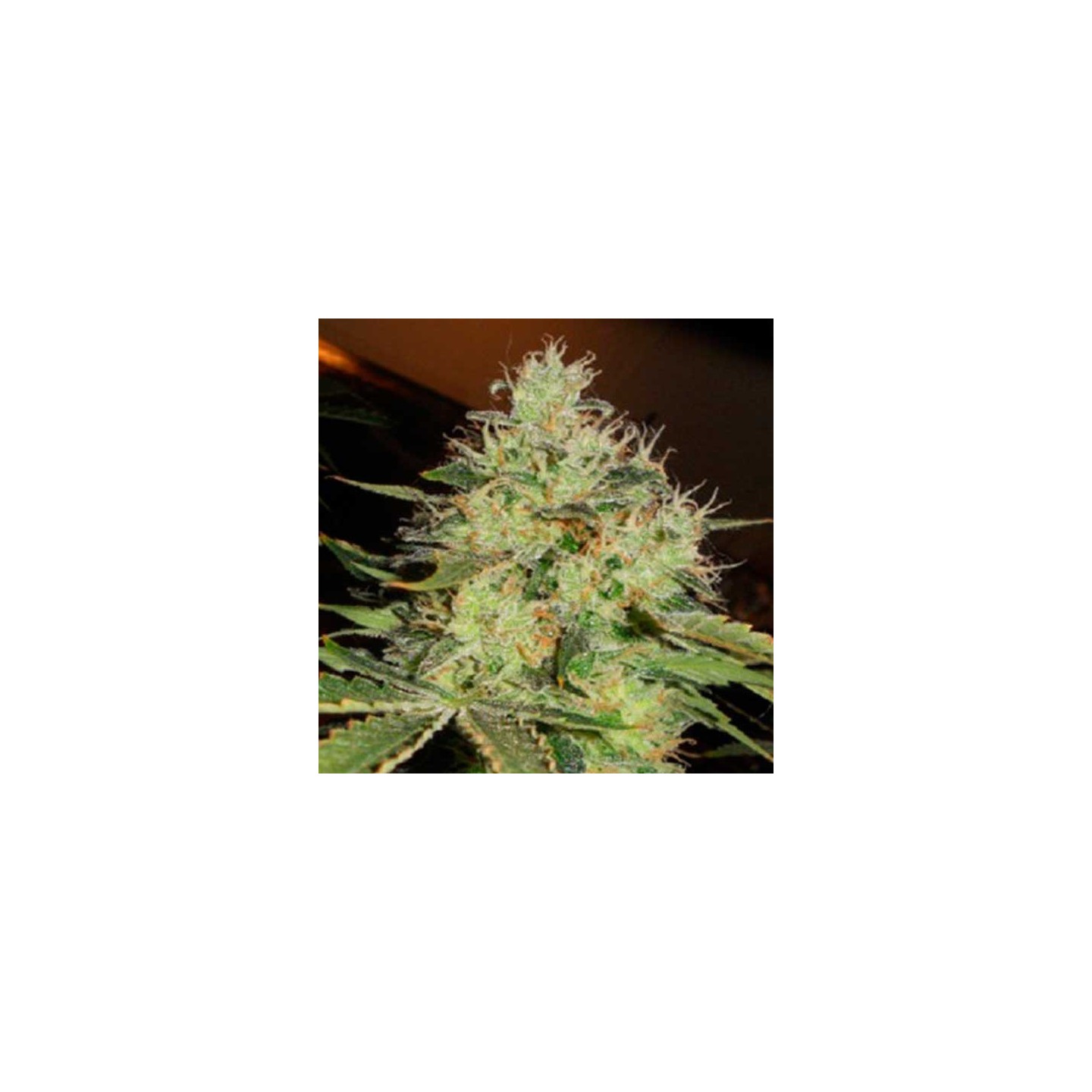 Lemon Mango Og Regular de Apothecary Genetics