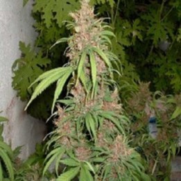 Lemon Nigerian Regular de Apothecary Genetics