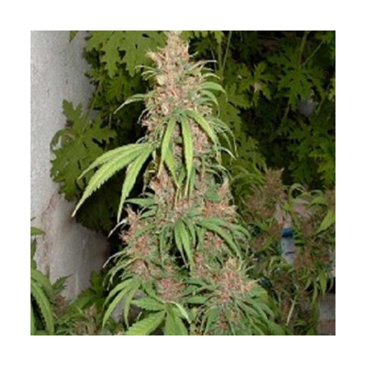 Lemon Nigerian Regular de Apothecary Genetics