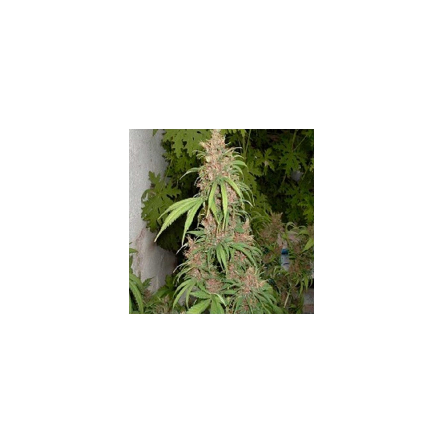Lemon Nigerian Regular de Apothecary Genetics