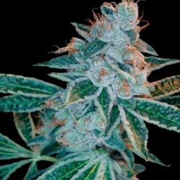 Lemon Og Regular de Apothecary Genetics