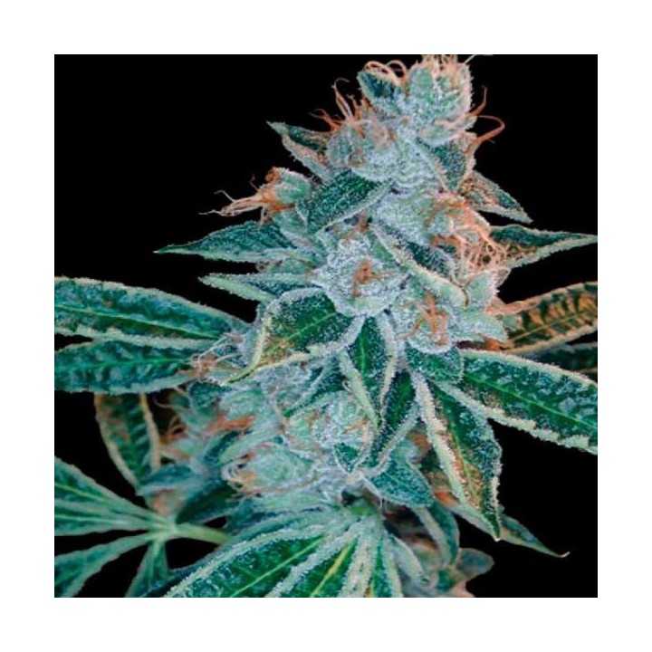 Lemon Og Regular de Apothecary Genetics