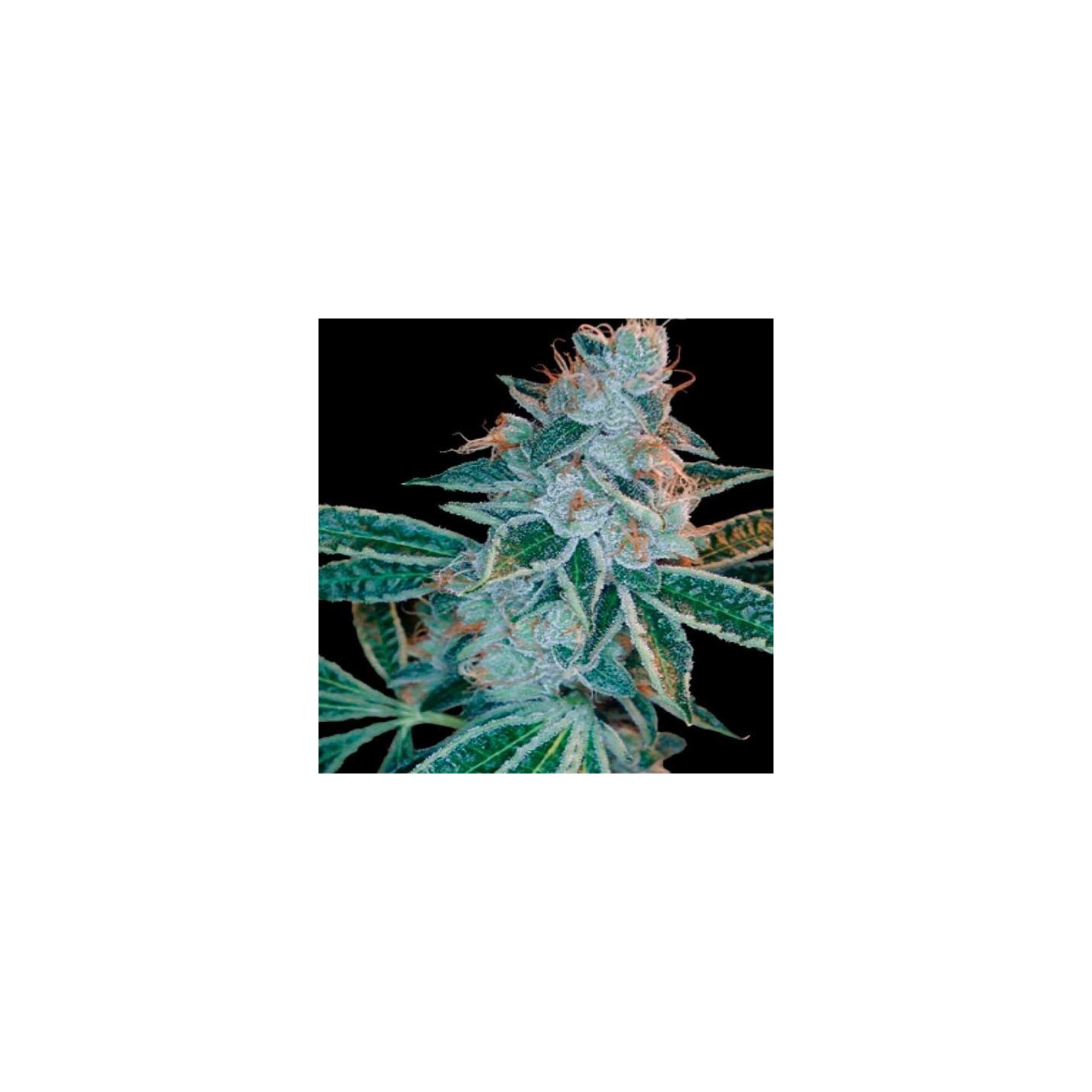 Lemon Og Regular de Apothecary Genetics