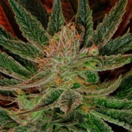 Maui Og Regular de Apothecary Genetics