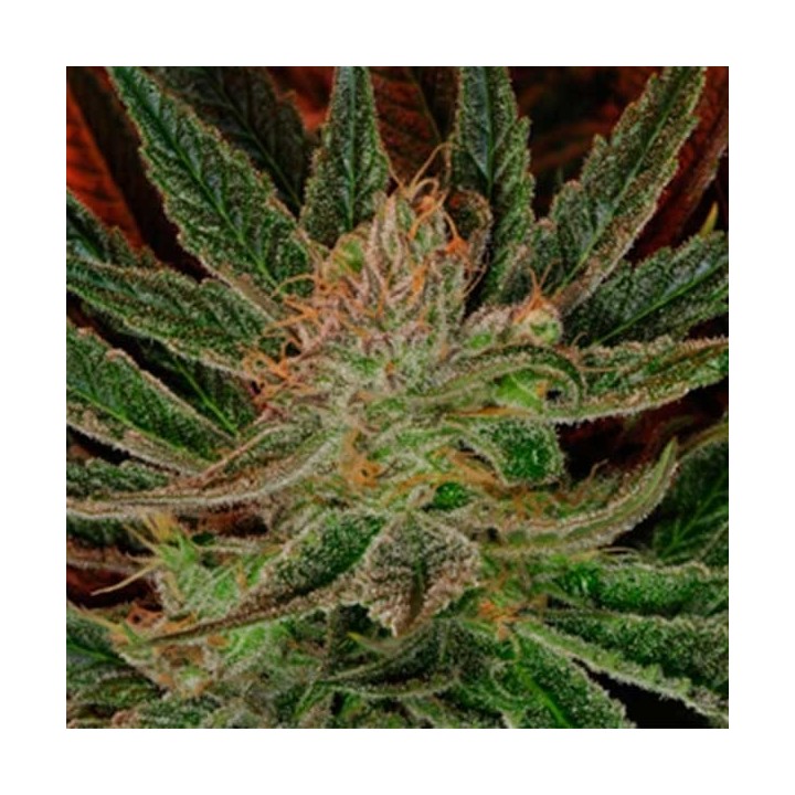 Maui Og Regular de Apothecary Genetics