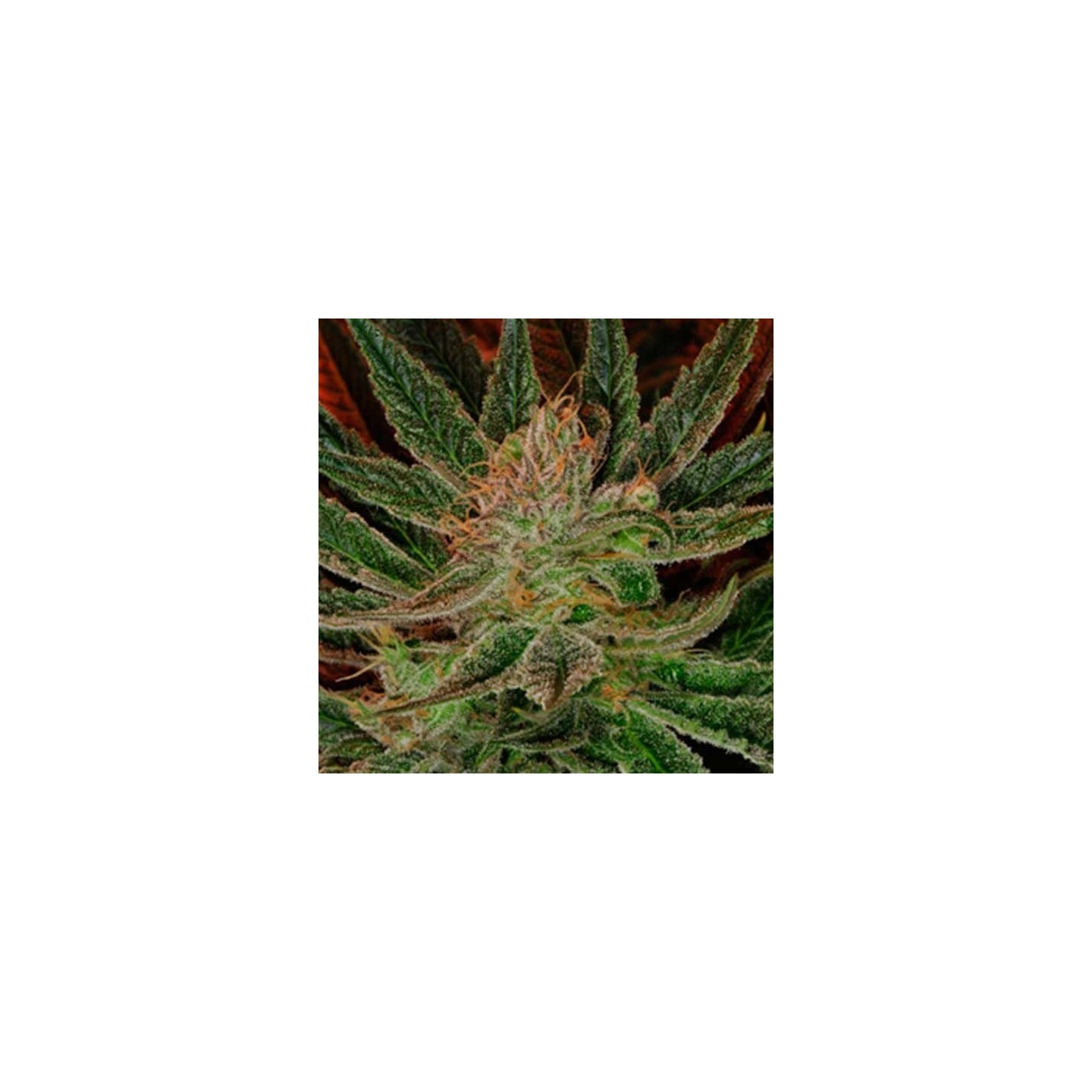 Maui Og Regular de Apothecary Genetics