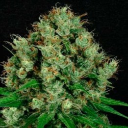 Mendo Diesel Regular de Apothecary Genetics