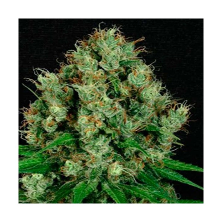 Mendo Diesel Regular de Apothecary Genetics