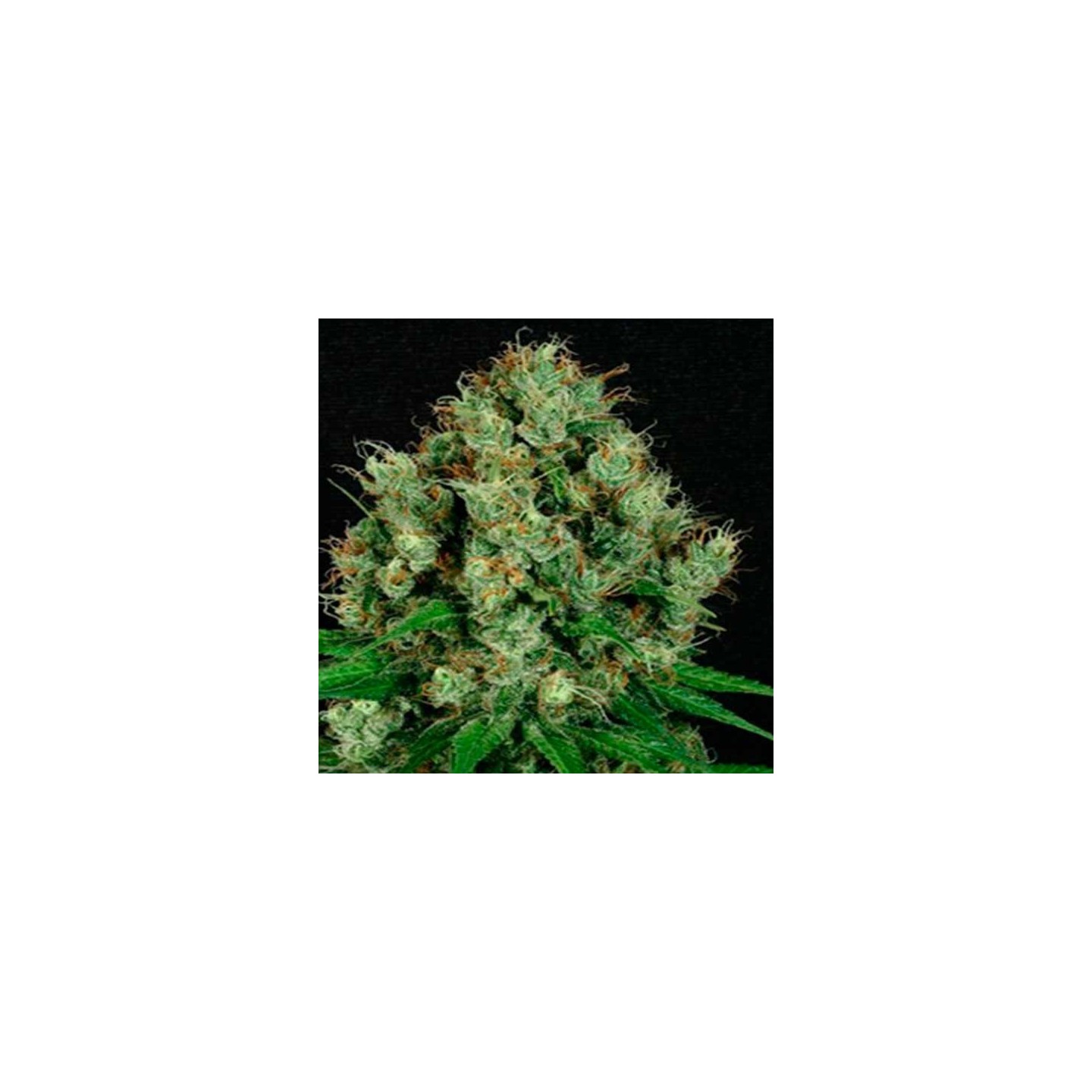 Mendo Diesel Regular de Apothecary Genetics