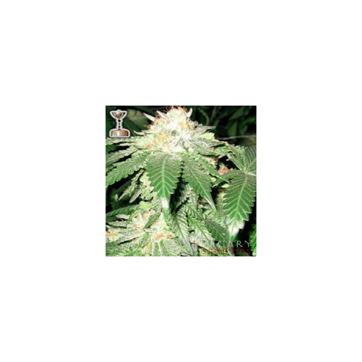OG Kush Regular de Apothecary Genetics