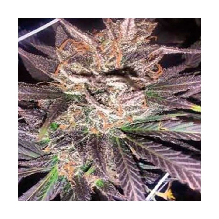 Old School JamsApothecary Regular de Apothecary Genetics