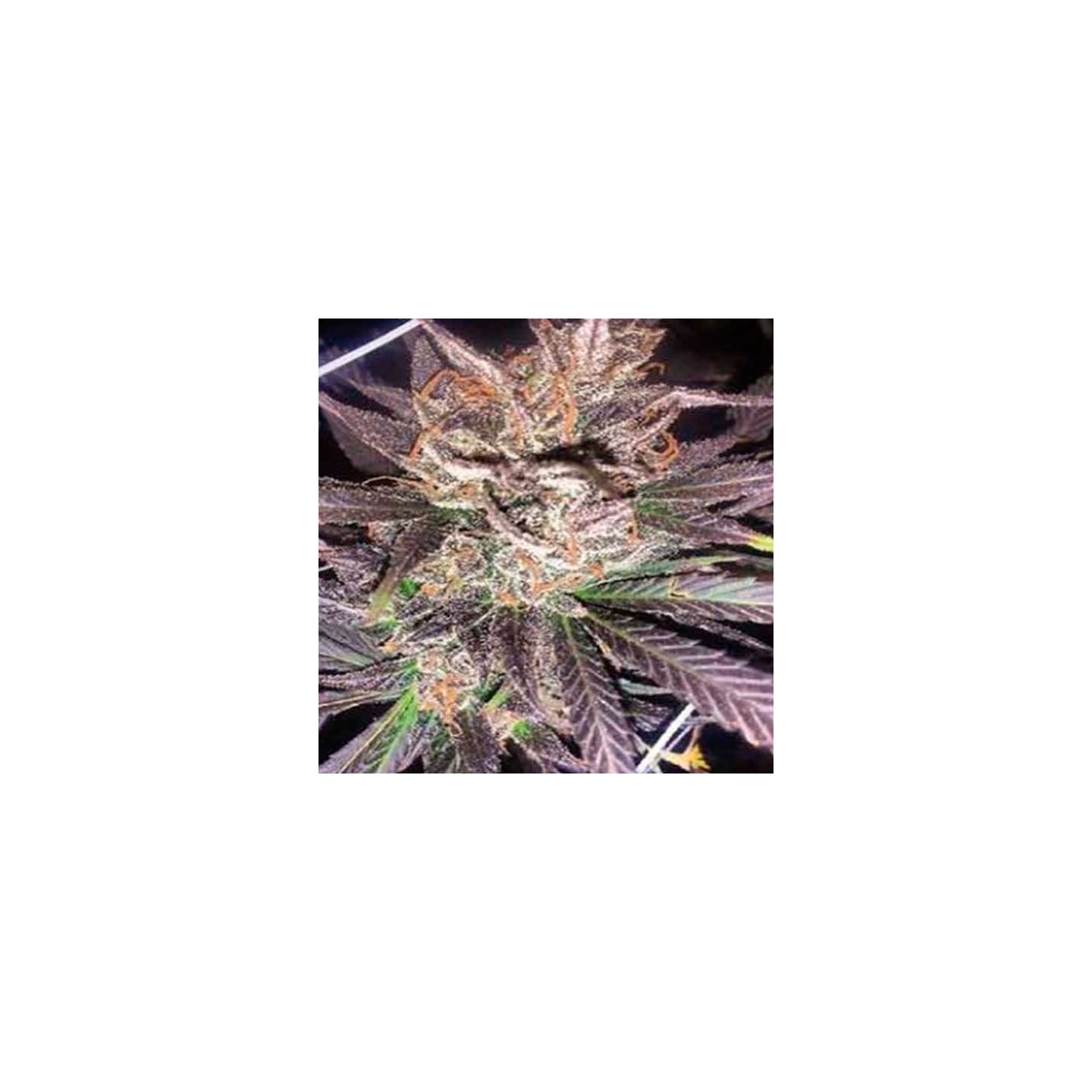 Old School JamsApothecary Regular de Apothecary Genetics